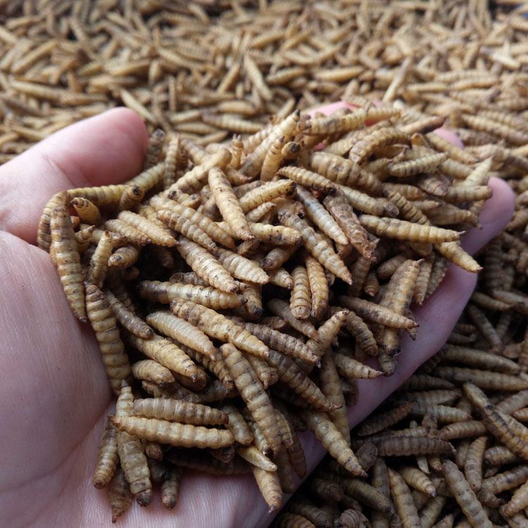 Black Soldier Fly Larvae