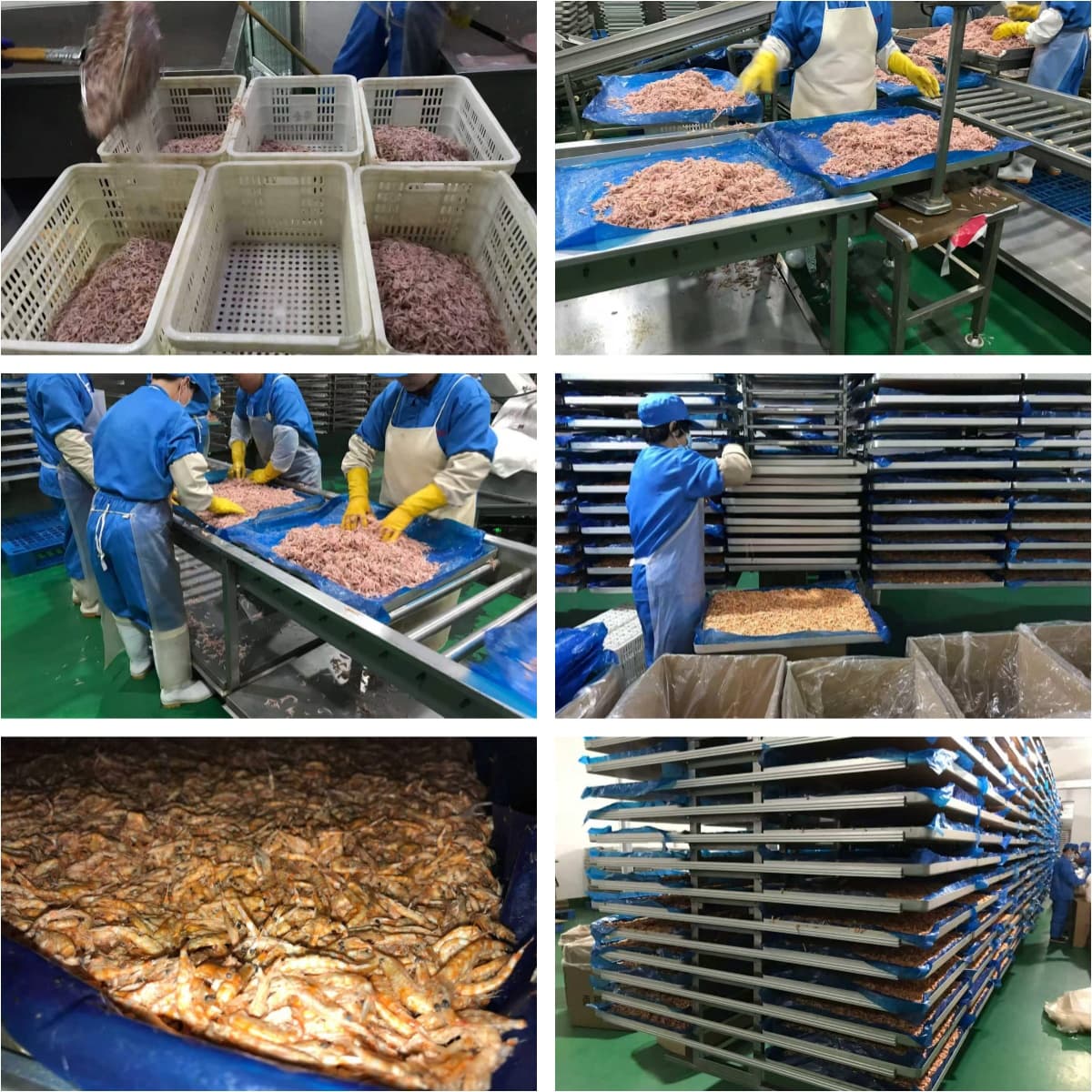 Freeze-dried krill processing Freeze-dried krill processing