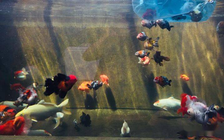 koi and goldfish mix keeping