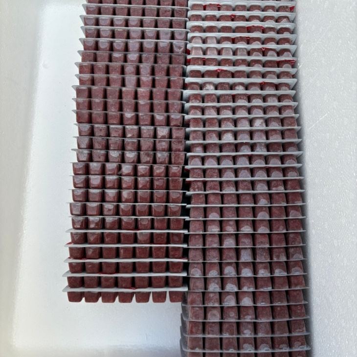 frozen bloodworms for sale